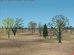 deciduous2.jpg